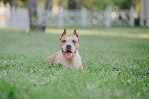 Preview: American Staffordshire terrier dog