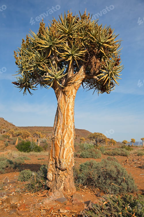 Preview: Quiver tree landscape - South Africa