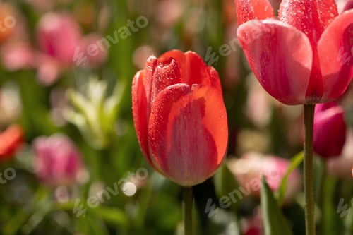 Preview: Red classic shape and shade of tulips close-up on a field in the Netherlands in the sun after rain