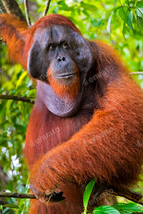 Preview: Orangutan, Tanjung Puting National Park, Indonesia