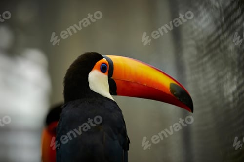 Preview: toucan, bird, colours, tropics