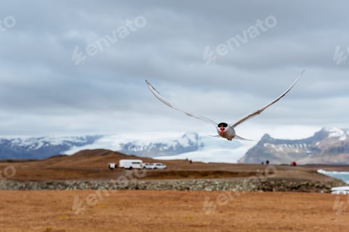 Preview: Arctic tern on white background