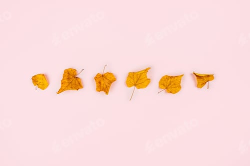 Preview: Autumn Leaves Displayed On Light Pink Backdrop