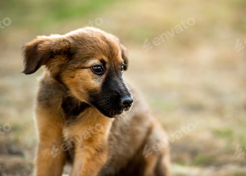 Preview: mongrel puppy sitting on grass