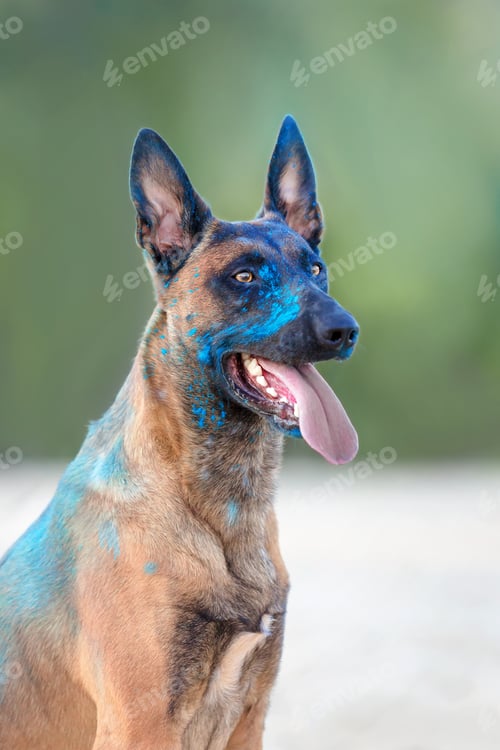 Preview: Belgian Shepherd dog playing on the beach with holi colors. Holi festival. Dog holi photo. Malinois
