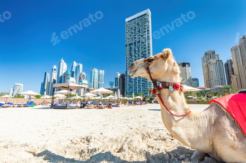 Preview: Camel on Dubai jumeirah beach with marina skyscrapers in UAE
