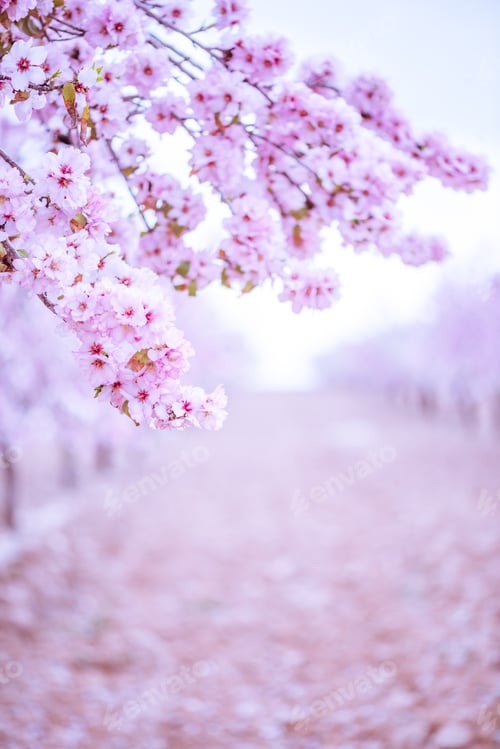 Preview: Spring blossom orchard. Abstract blurred background.