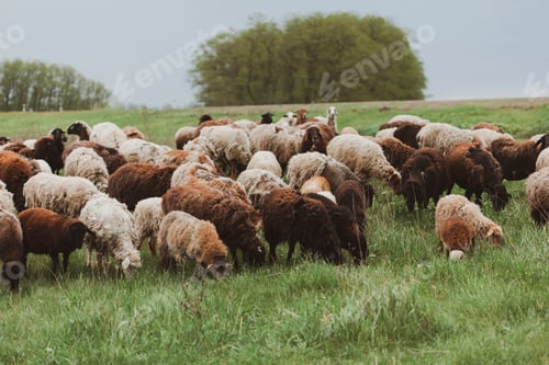 Preview: Herd of rams and sheep graze on green meadow Nature background Domestic animal