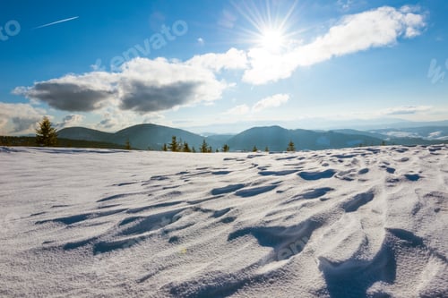Preview: Beautiful sunny landscape of fluffy fir trees