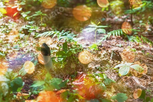 Preview: Medicinal Mushroom- Phallus Impudicus, Stinkhorn. Fungus Organic