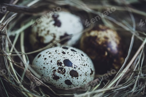 Preview: Quail eggs in the nest