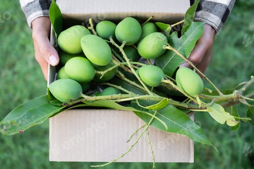 Preview: Farmer holding green mango