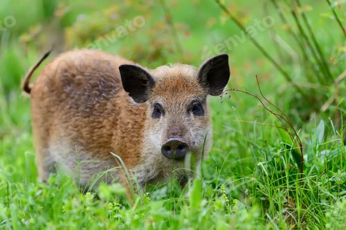 Preview: Wild boar in forest