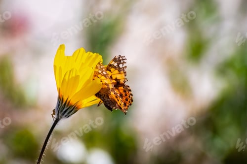 Preview: Painted lady butterfly on a desert sunflower