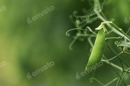 Preview: Locally grown green pea in organic garden