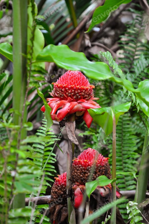 Preview: Ginger blossom