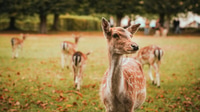 Preview: The group of young deer. They are so cute and beautiful with polka dots. Deer farm, the Netherlands