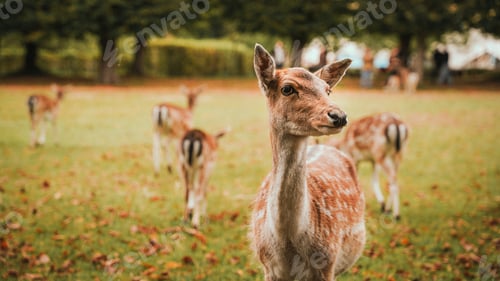 Preview: The group of young deer. They are so cute and beautiful with polka dots. Deer farm, the Netherlands