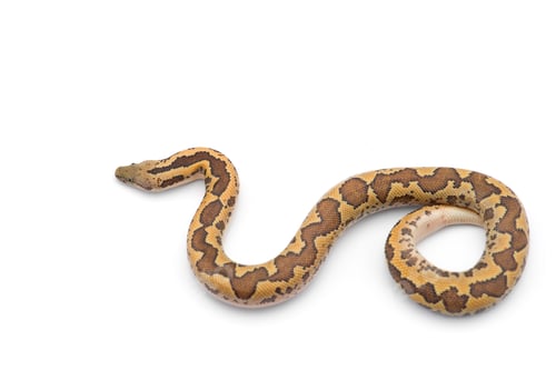 Preview: Kenyan sand Boa isolated on white background