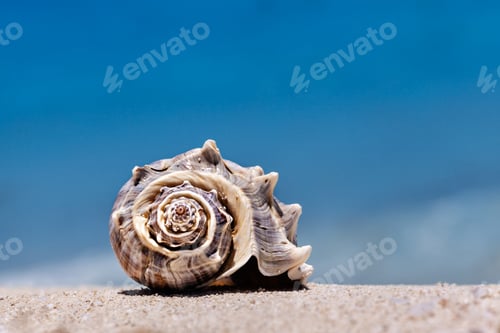 Preview: ⚡ NOMINATED!!!⚡ Closeup Of Tropical Seashell