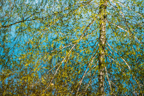 Preview: Birch Tree reflected In Water During Spring Flood floodwaters. Reflection of Trees woods in Water