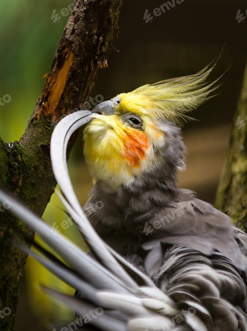 Preview: cockatiel, bird, pet, parrot