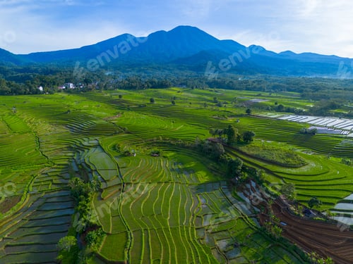 Preview: indonesia beauty landscape paddy fields in north bengkulu natural beautiful morning view from asia