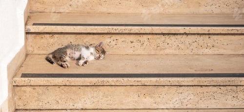Preview: Tabby kitten sleeps on a hot day on the steps of a yellow marble staircase, the cat basks in the sun
