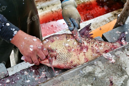 Preview: Gutting a fish