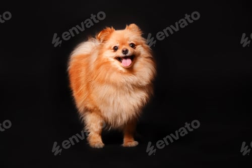 Preview: Puppy on a black background. Pomeranian Spitz.
