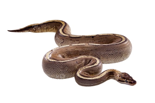 Preview: ball python snake on isolated white background