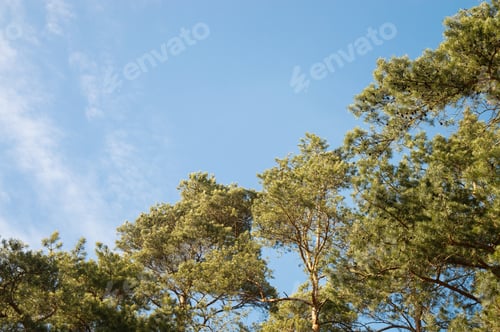 Vorschau: Baumwipfel auf blauem Himmelshintergrund. Natur-Konzept