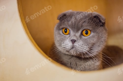 Preview: Adorable Cat with Big Yellow Eyes Close Up