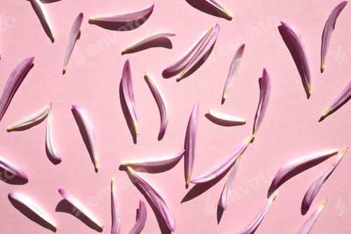 Preview: Pink delicate flower petals on a pink background. Flat lay.