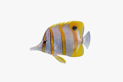 Preview: Copperband Butterflyfish - Reef Forager