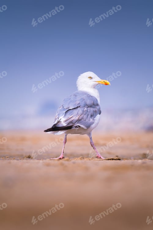 Preview: A seagull on the seashore. Birds in the wild. Portrait of a seagull.