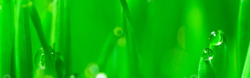 Preview: Microgreens Growing Panoramic Dew on Wheatgrass Blades