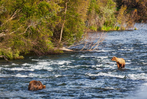 Preview: Bear on Alaska