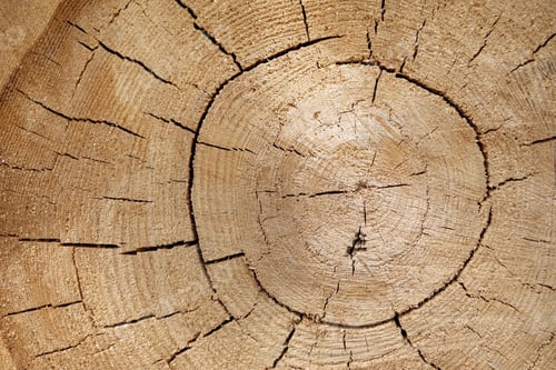 Preview: Wooden texture of a tree trunk with beautiful golden shades.