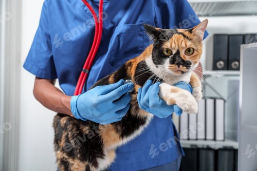Preview: Close up veterinarian in blue scrubs holding a cat, preparing for examination, with stethoscope
