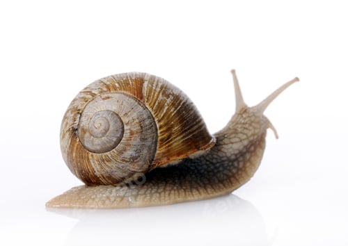 Preview: Garden snail