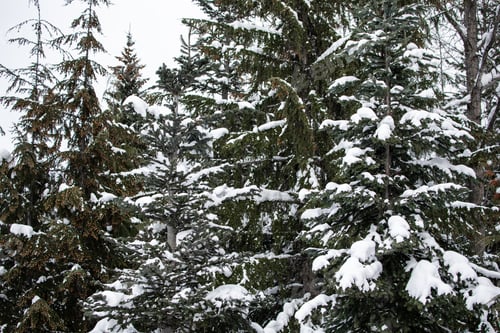 Preview: Evergreen Trees Covered in Winter Snow