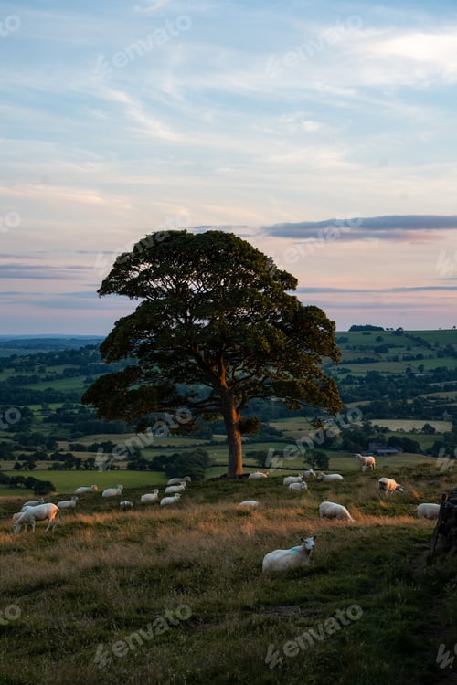 Preview: Vertical shot of a lone tree during sunset and sheep grazing underneath in Staffordshire, England