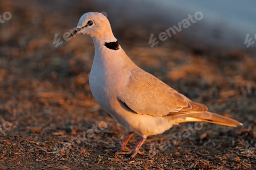 Preview: Cape turtle dove in late afternoon light