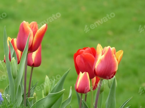 Preview: Red Tulipans