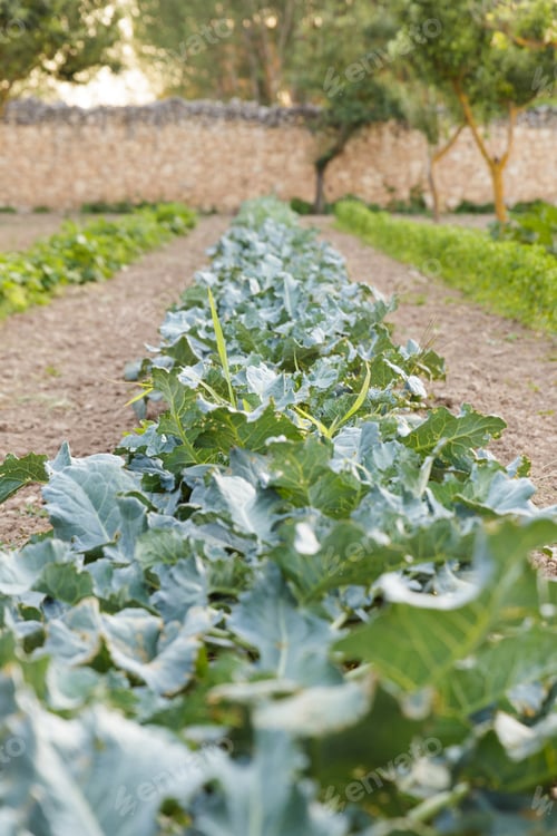 Preview: Cucumbers line plant
