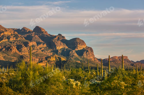 Preview: Cactus in Mexico