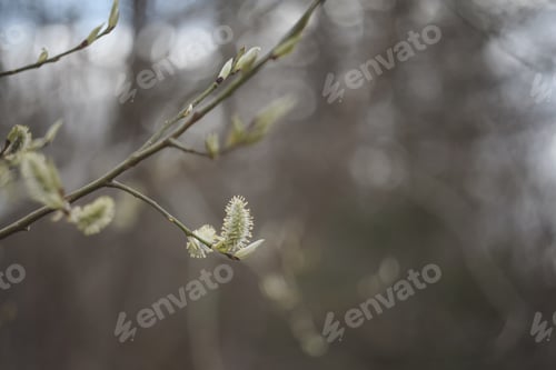 Preview: Leaves blossom on branches in spring. Nature background. Spring wallpaper, close-up, selective focus