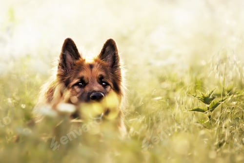Preview: Selective focus shot of an adorable german shepherd