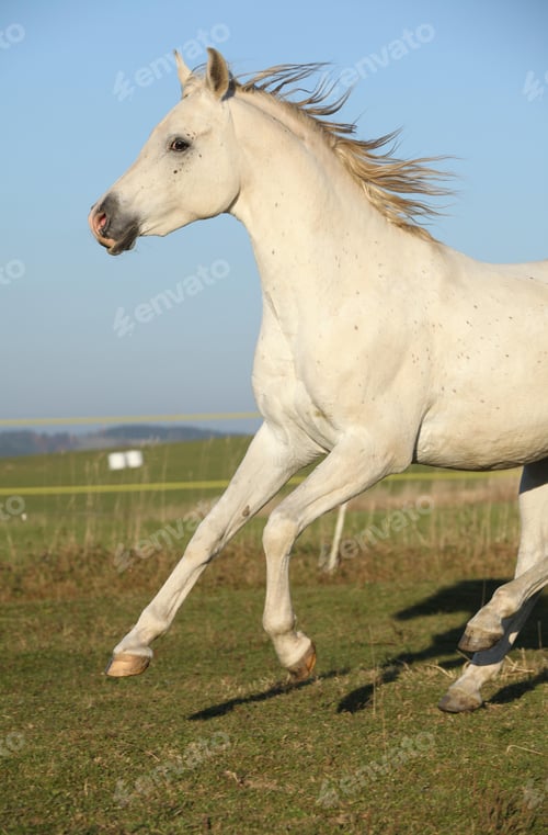 Preview: arabian, horse, mare, stallion, riding